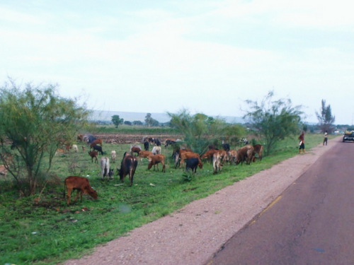 Open Range Cattle is common all over southern Africa.
